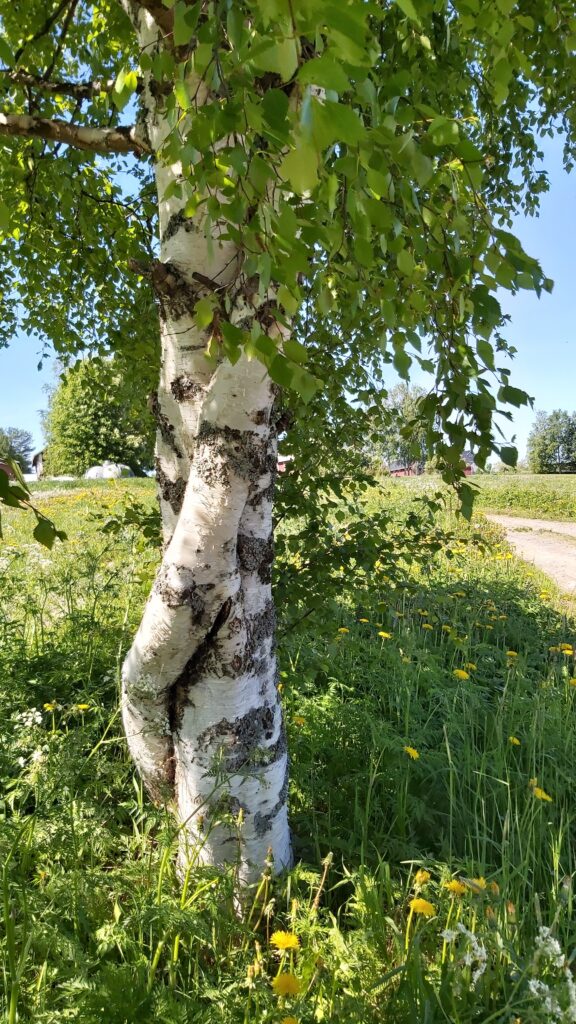 Kuva koivunrungosta